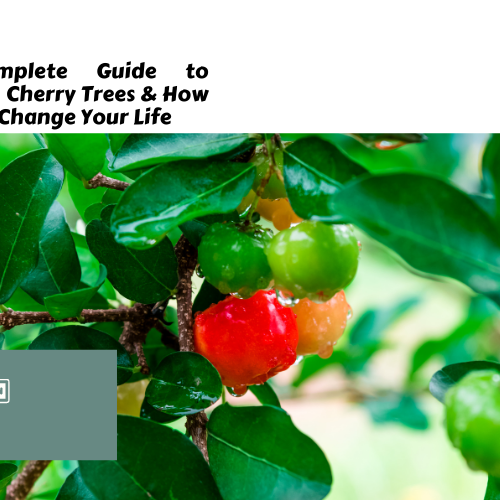 barbados cherry