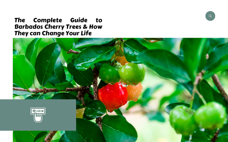 barbados cherry