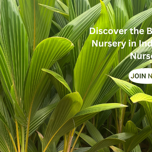 best coconut nursery in India