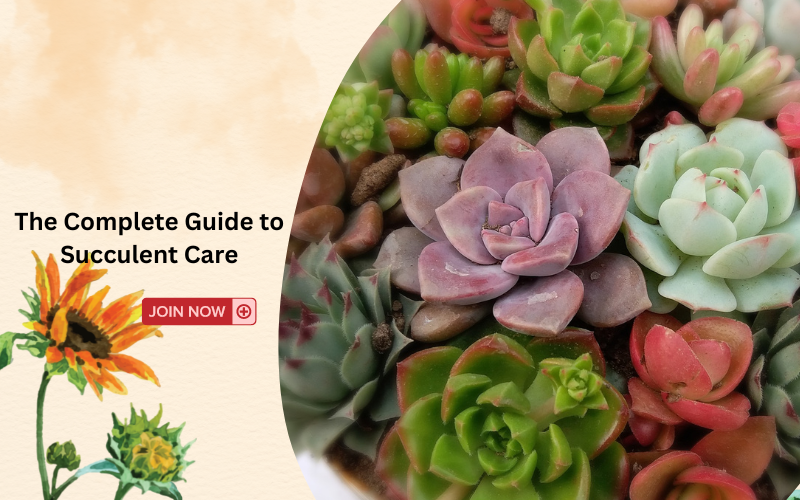 The Complete Guide to Succulent Care  Mahindra Nursery