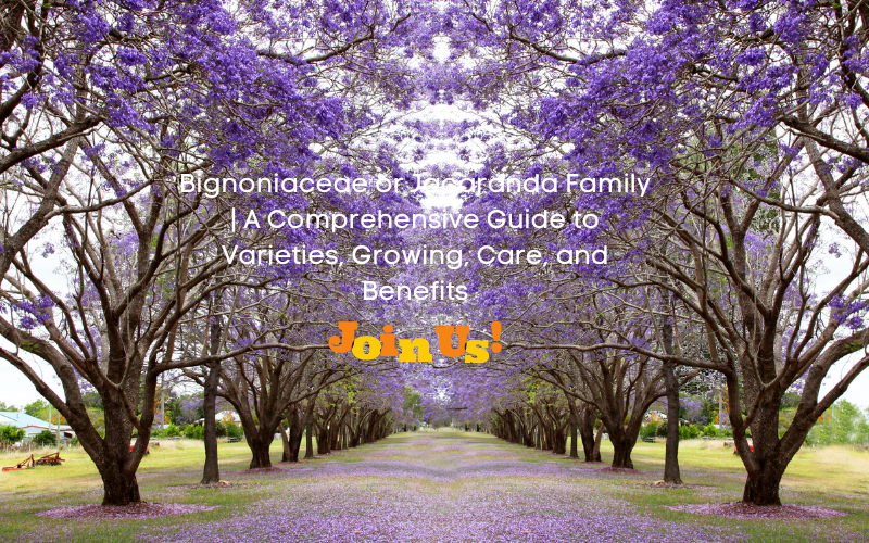 bignoniaceae family