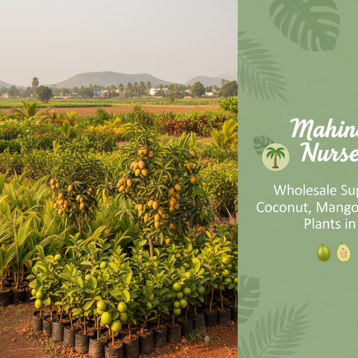 Wholesale Suppliers for Coconut, Mango, and Guava Plants in India