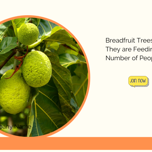 breadfruit tree