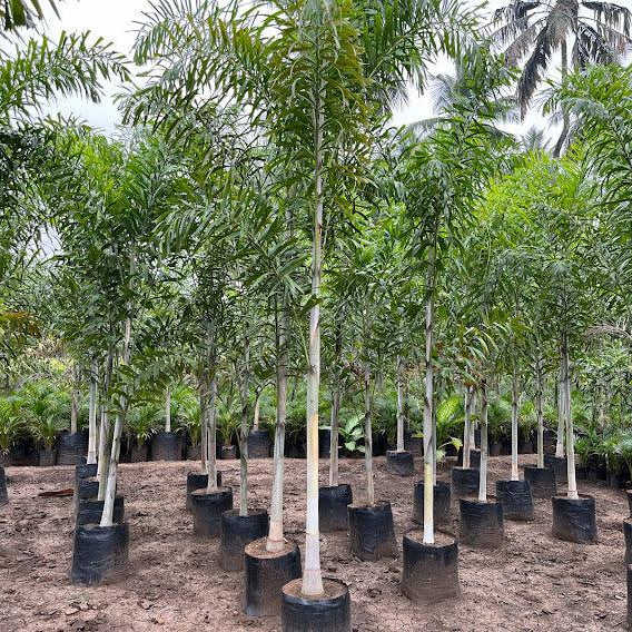 bulk plant nursery Kadiyam