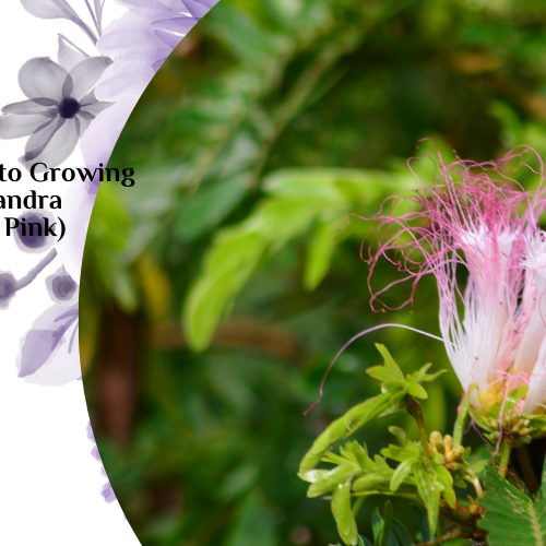 calliandra surinamensis