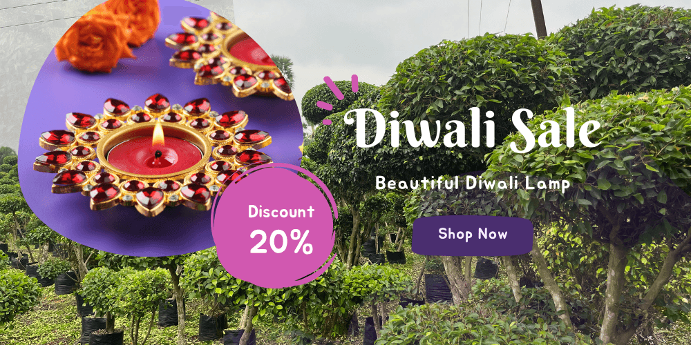 DIWALI BIG DEAL ON KADIYAM NURSERY TREES - SAVE UP TO 20% NOW - Kadiyam Nursery