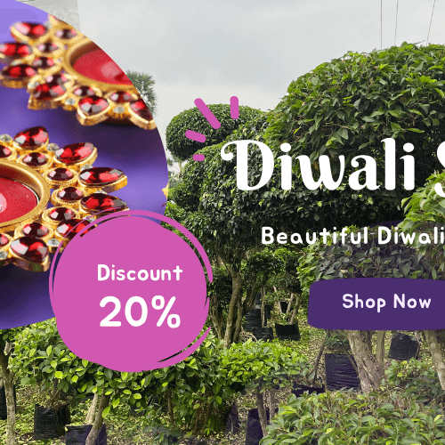 DIWALI BIG DEAL ON KADIYAM NURSERY TREES - SAVE UP TO 20% NOW - Kadiyam Nursery