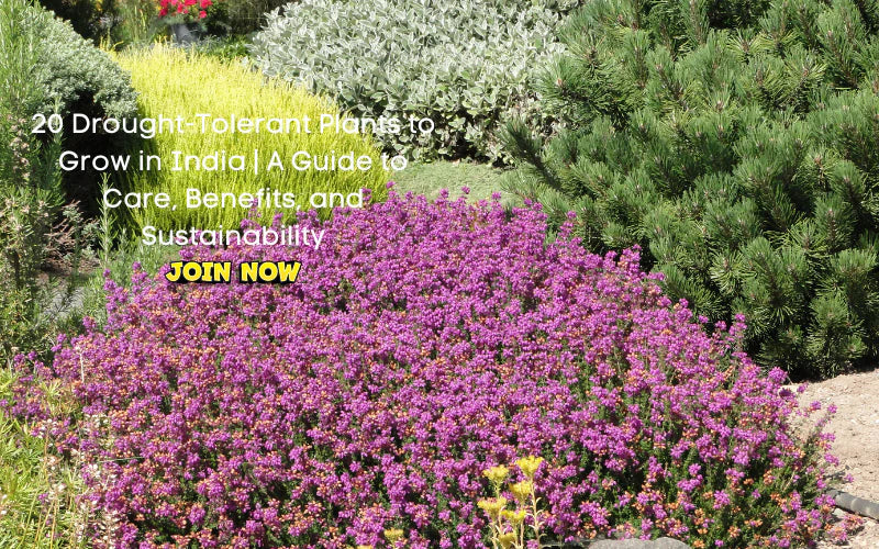 eco friendly garden design