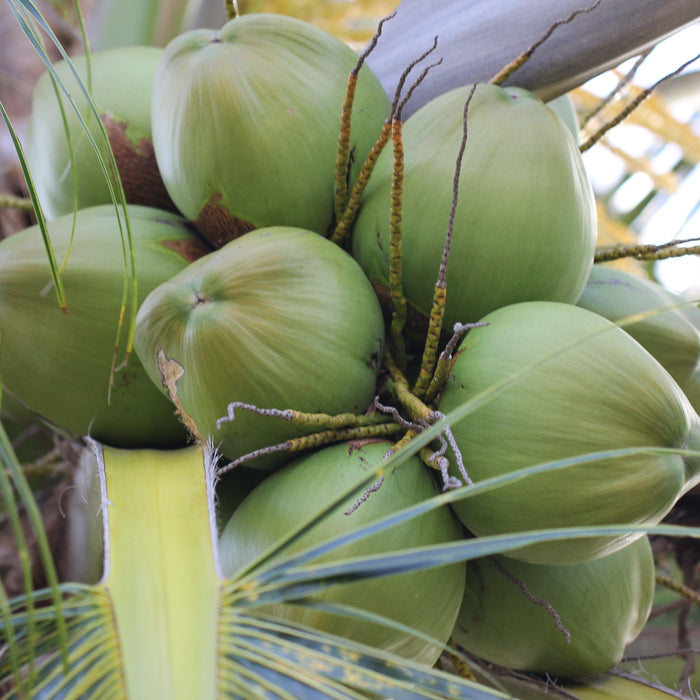 Exotic Varieties of Coconut Tree Cocos nucifera - Kadiyam Nursery