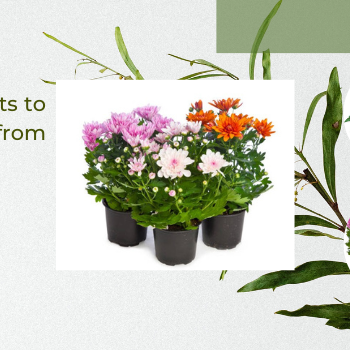 flowering plant gifts