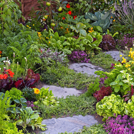 foodscaping nursery kadiyam