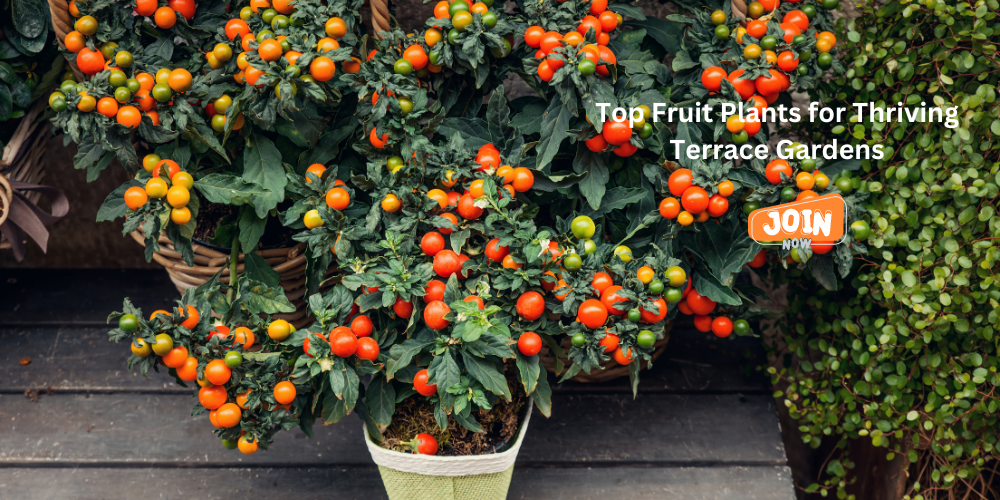 fruit plants for sale