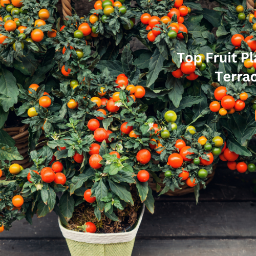 fruit plants for sale