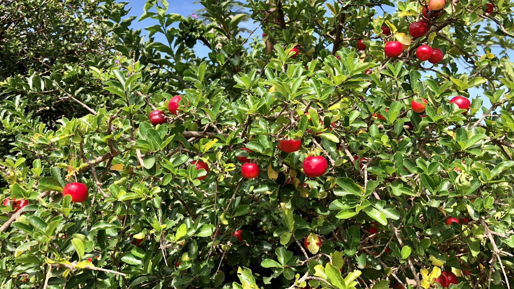 Fruit Trees In India Care Benefits Growing Guides Wholesale Ord fruit-tree-specification-rootstocks-guide-learning-with-experts