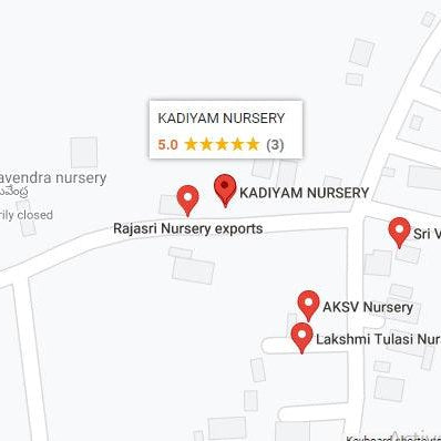 How to Find Affordable Plant Nurseries from Kadiyam Kadiyapulanka, Andhra Pradesh - Kadiyam Nursery