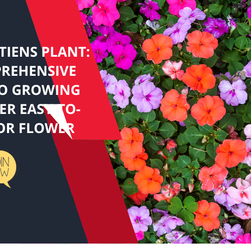 impatiens plant online