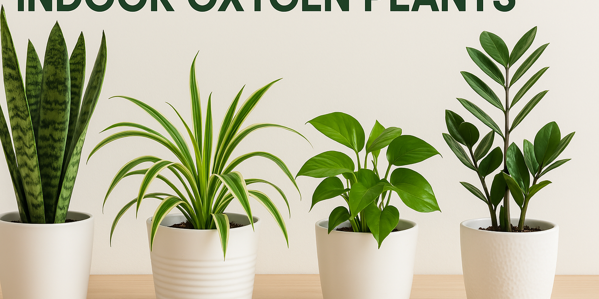 Top Indoor Oxygen Plants for Healthy Living Spaces in India  2025 Gui   Mahindra Nursery