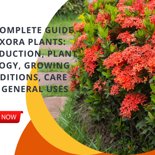 ixora plant online