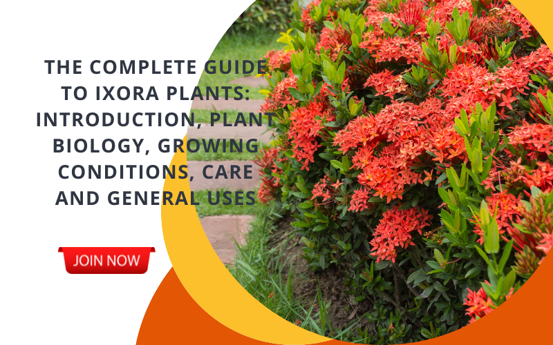 ixora plant online