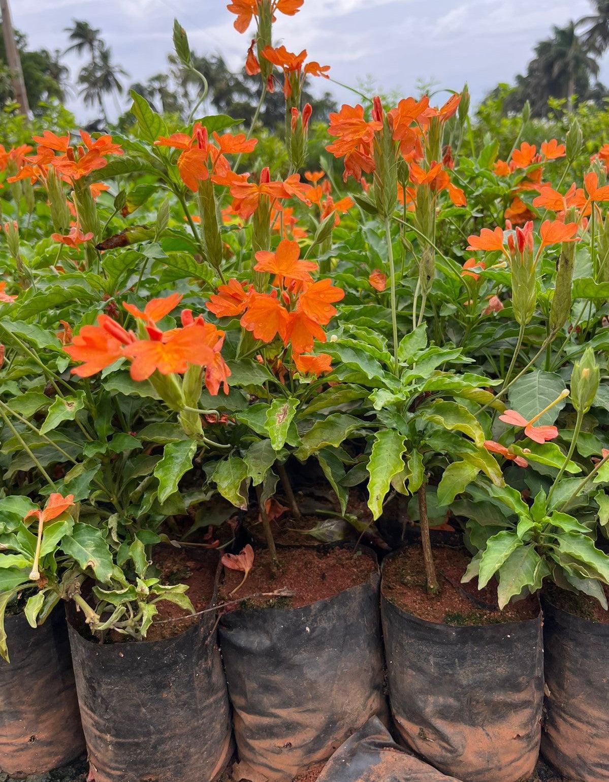 Kadiyam Nursery Plants Online, the Best Place to Buy Nursery Plants and Garden Supplies - Kadiyam Nursery