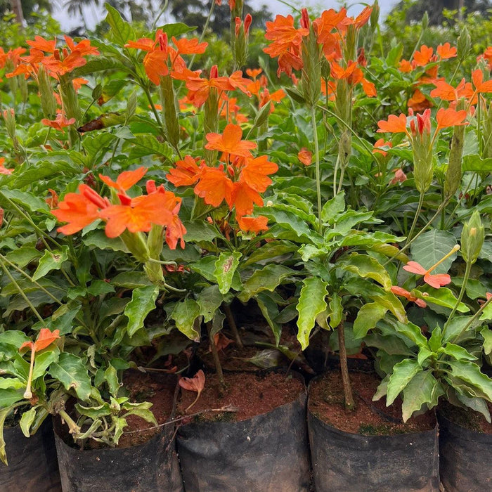 Kadiyam Nursery Plants Online, the Best Place to Buy Nursery Plants and Garden Supplies - Kadiyam Nursery