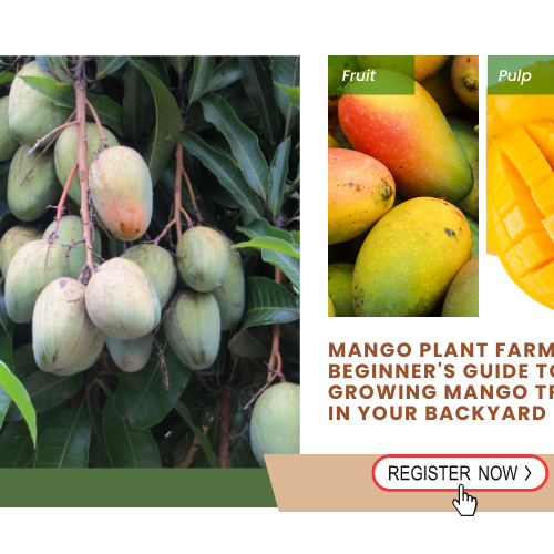 mango tree