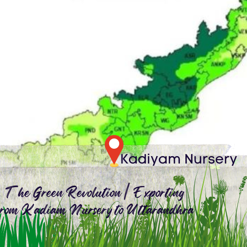 plant nursery srikakulam