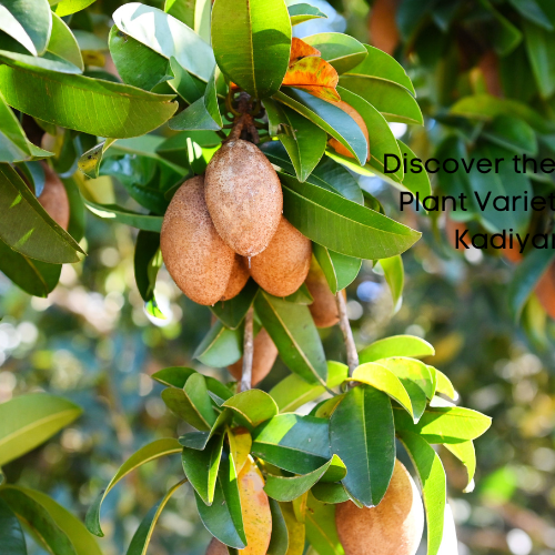 sapodilla plant for sale