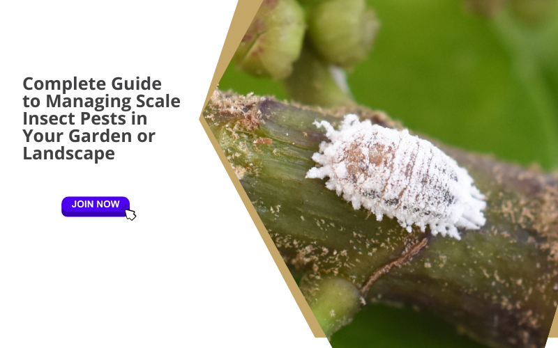 Complete Guide to Managing Scale Insect Pests in Your Garden or Landsc ...