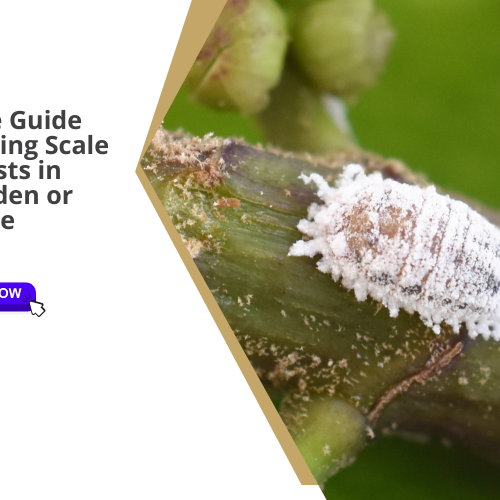 Best Gardening Tips | News and Care — Tagged