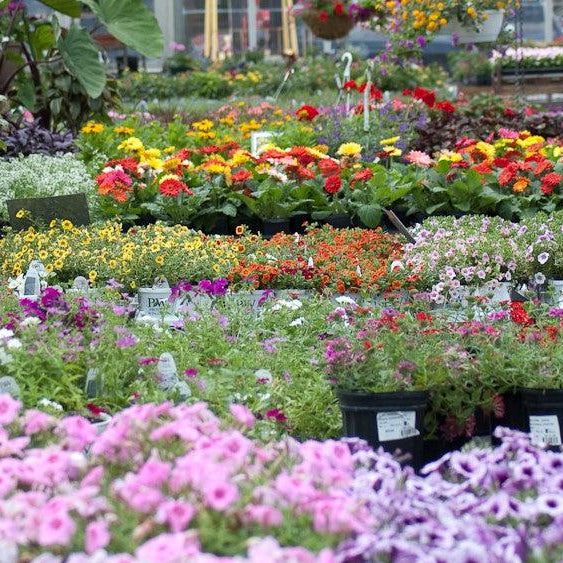 The 7 Best Tips on Buying KadiYam Wholesale Nursery Plants Online - Kadiyam Nursery