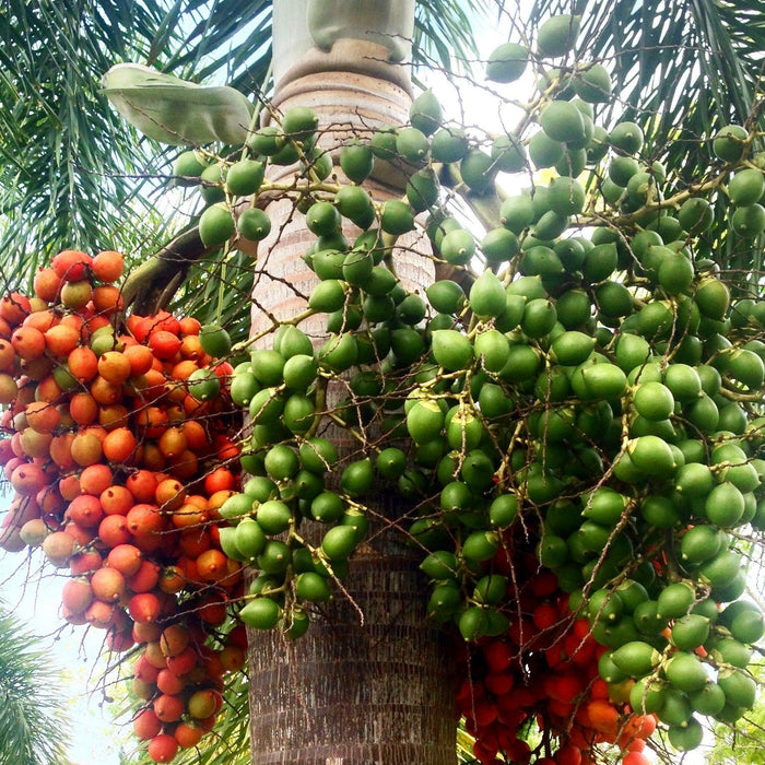 The 7 Health Benefits of Areca Catechu - Kadiyam Nursery