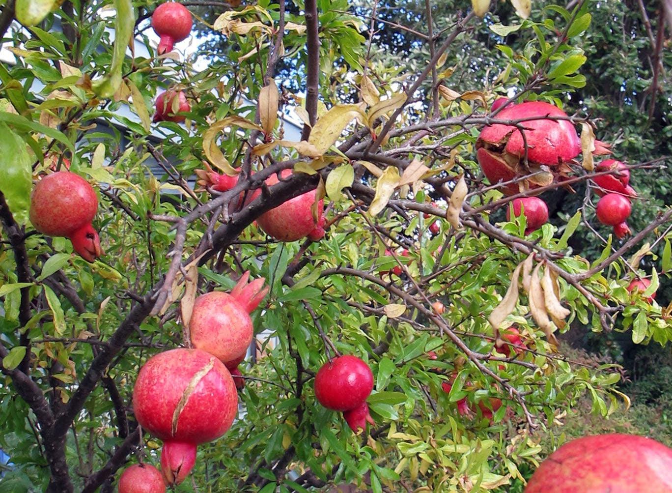 The Best Nursery for Your Pomegranate Plant in Kadiyam - Kadiyam Nursery