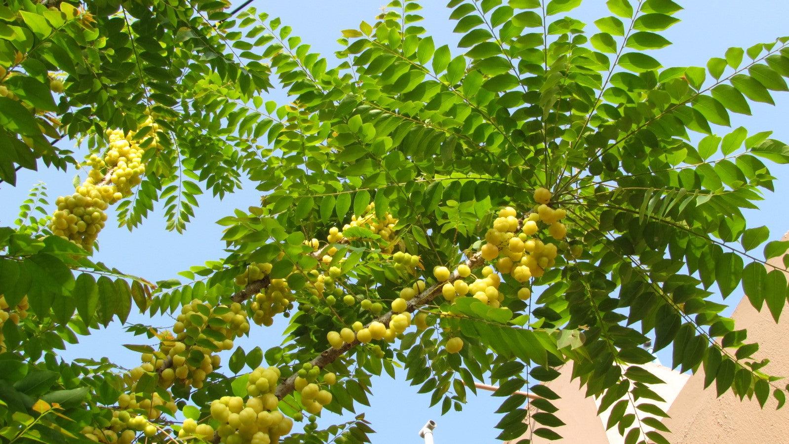 The Complete Guide to Amla Plant and Why You Should Add it to Your Diet - Kadiyam Nursery