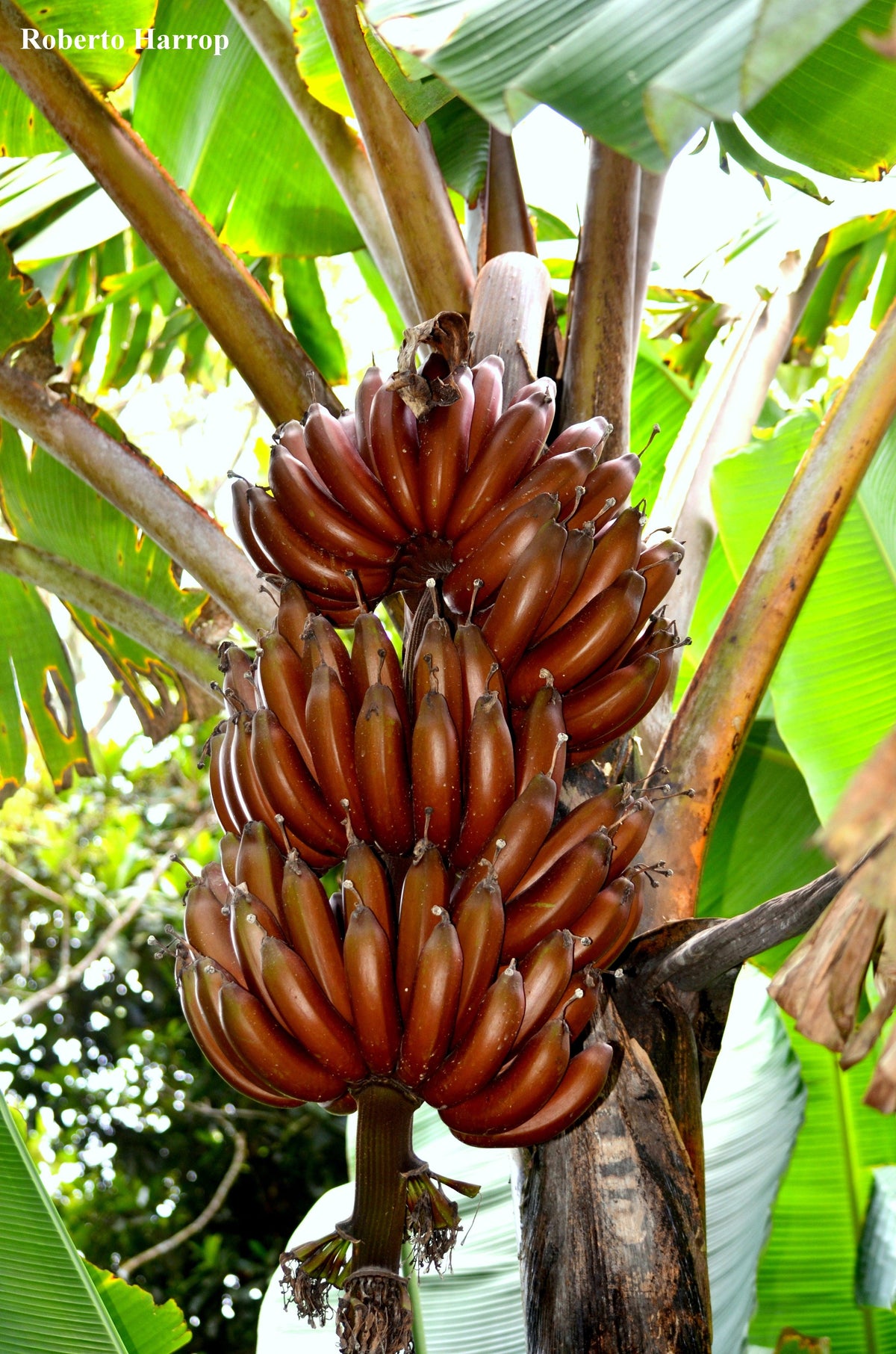 The Complete Guide to Banana Plants and How They Fit into Your Home   Mahindra Nursery