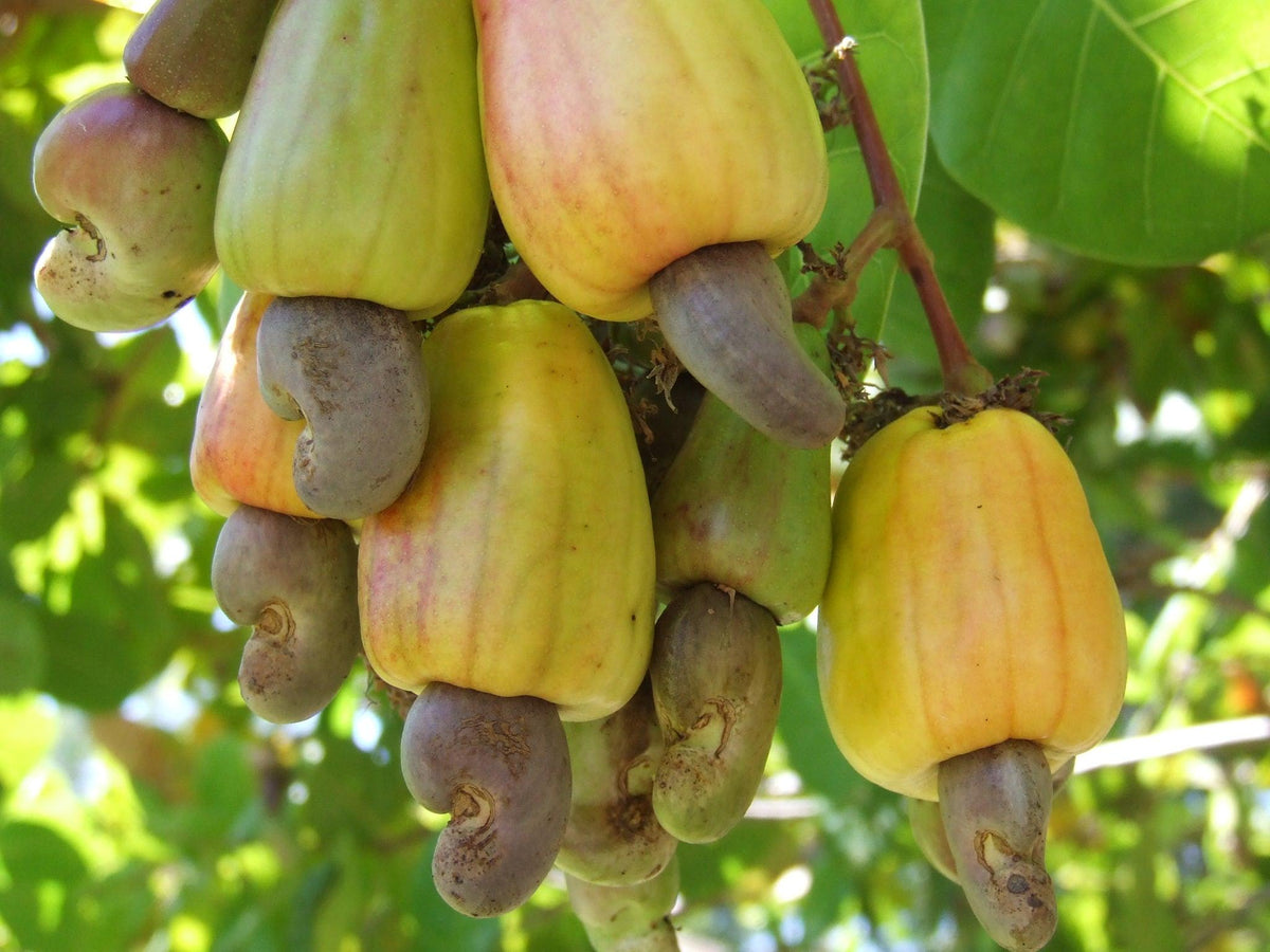The Complete Guide to Cashew Nut Tree & Benefits of Cashew Tree Planti ... The Complete Guide to Cashew Nut Tree & Benefits of Cashew Tree Planti ...