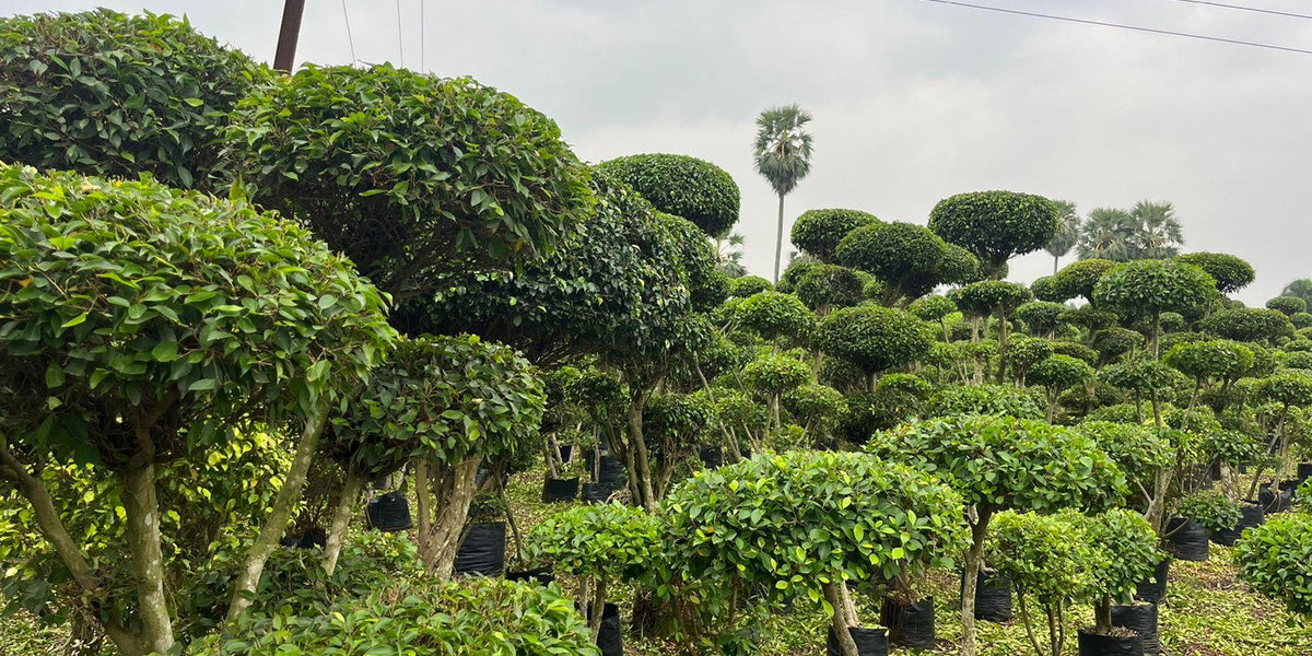 The Complete Guide to Ficus Multi-Ball Trees and Their Care — Mahindra ...