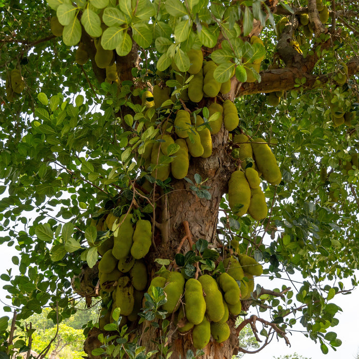 The Complete Guide to Jackfruit Plant Cultivation and the Different Methods to Grow Jackfruit - Kadiyam Nursery