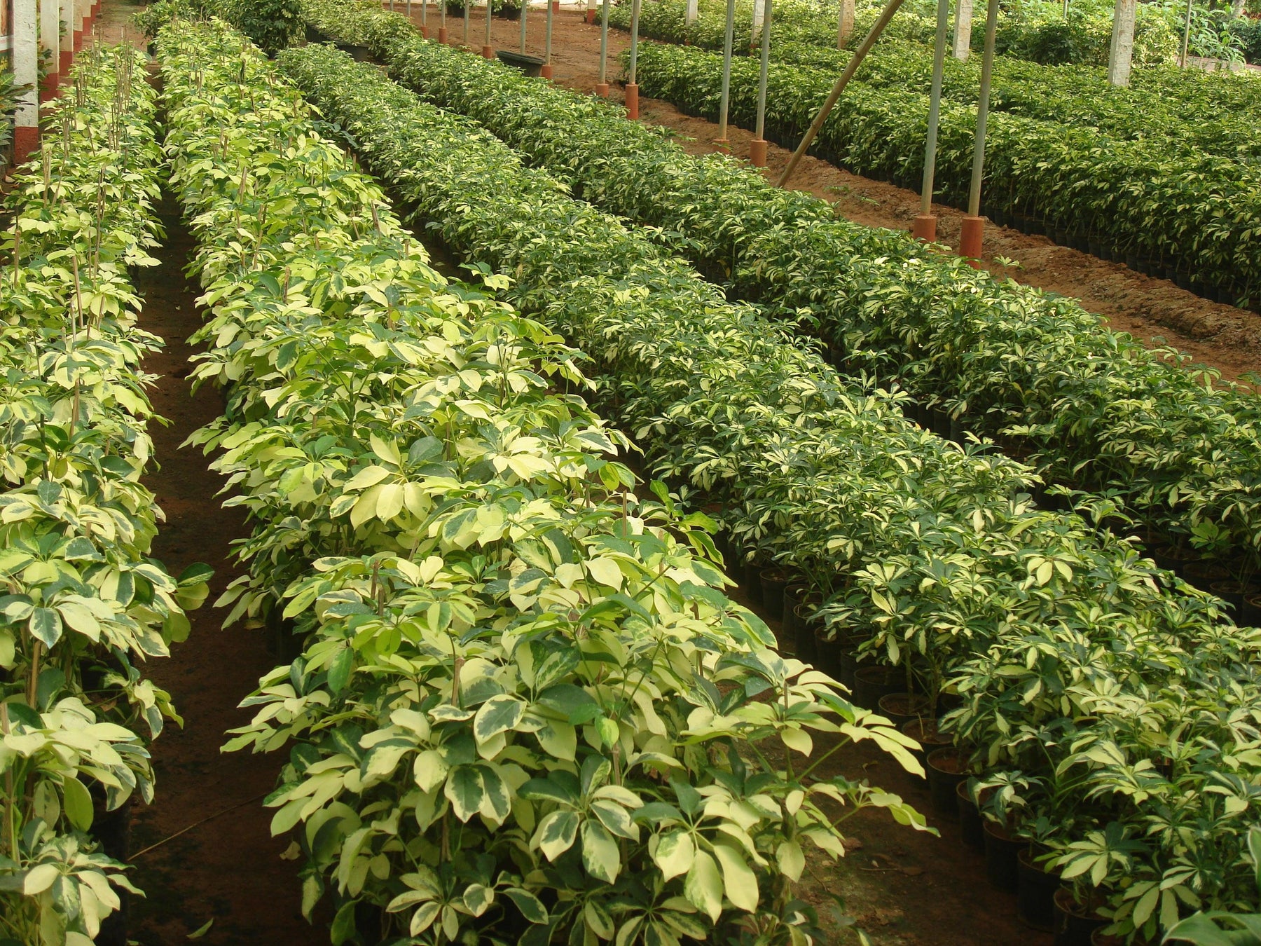 The Complete Guide to Kadiyam Plant Nursery and How They Serve Their Customers - Kadiyam Nursery