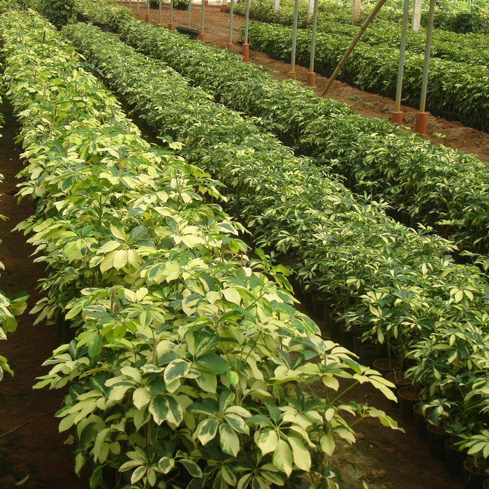 The Complete Guide to Kadiyam Plant Nursery and How They Serve Their Customers - Kadiyam Nursery