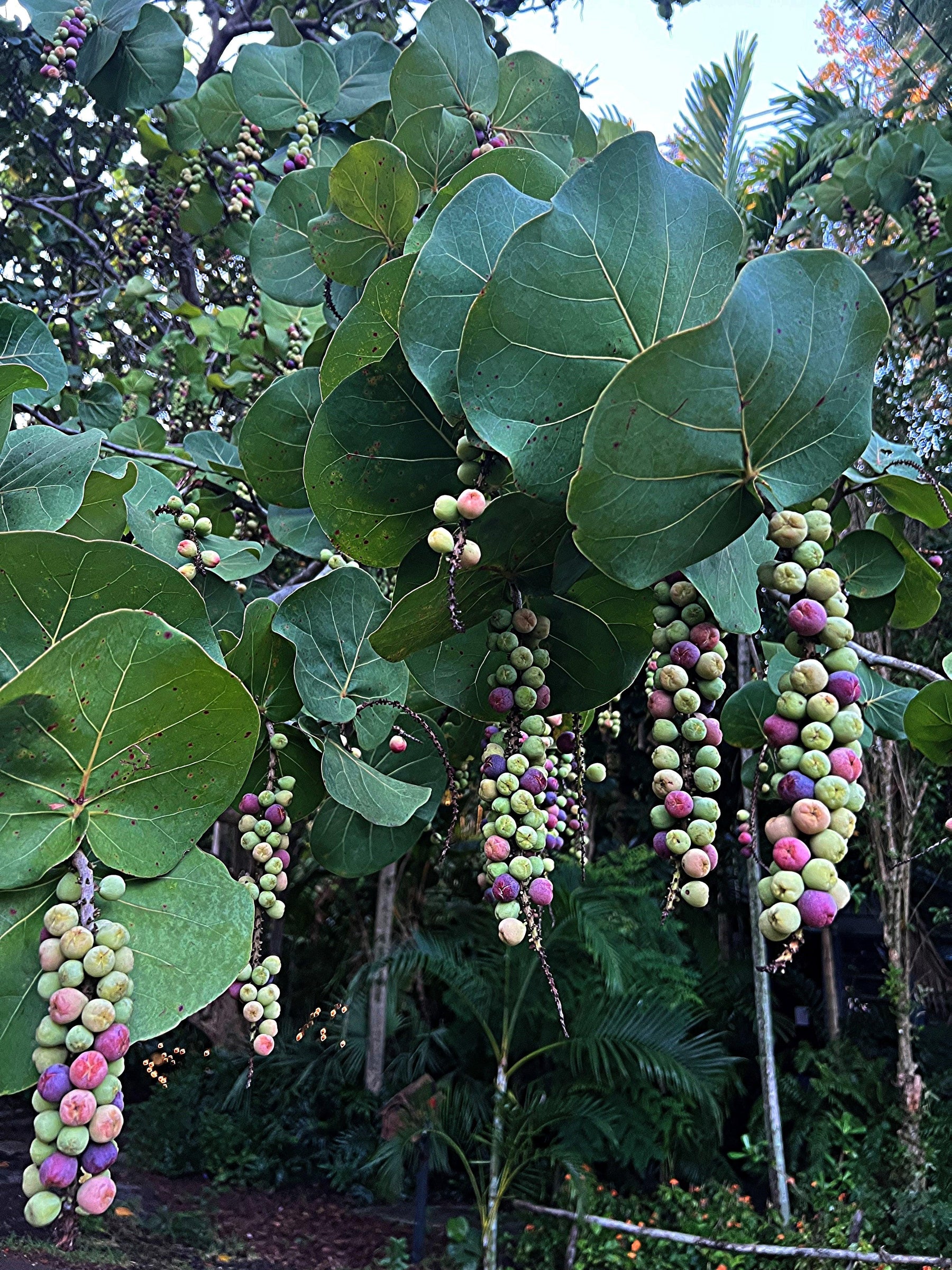 The Seagrape Plant: A Guide to Its Fruit, Uses, and Nutritional Value - Kadiyam Nursery