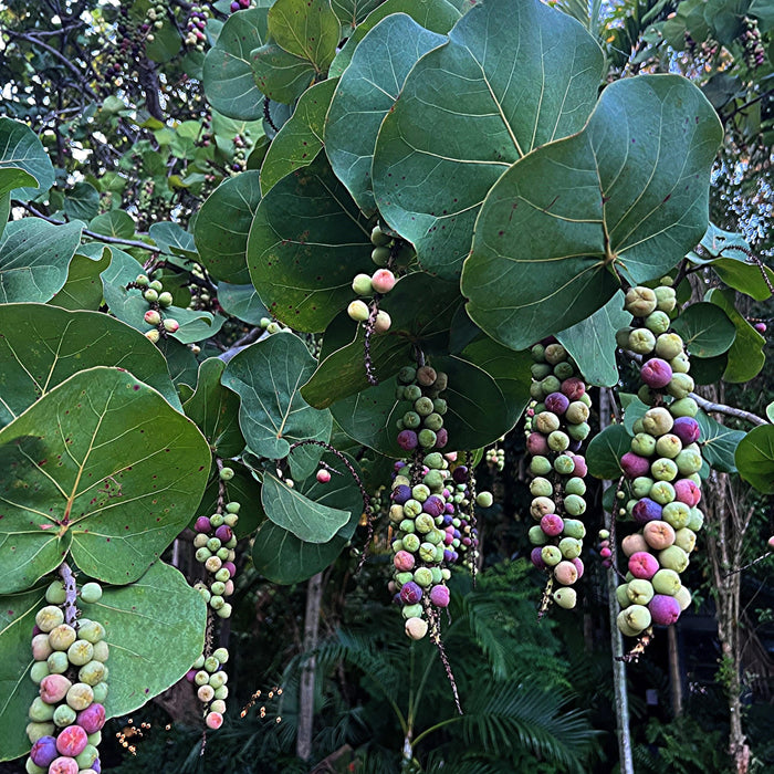 The Seagrape Plant: A Guide to Its Fruit, Uses, and Nutritional Value - Kadiyam Nursery