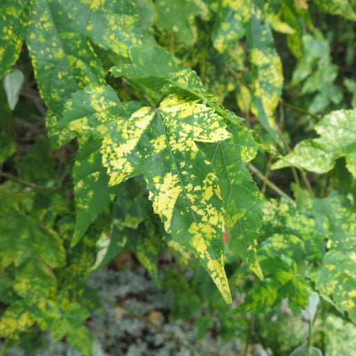 Abutilonpictum gold dust