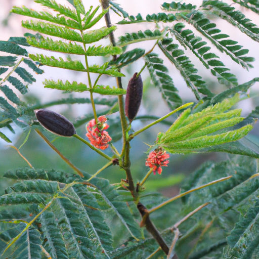acacia concinna