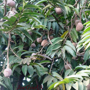 Annona Reticulata tree