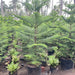     Araucaria