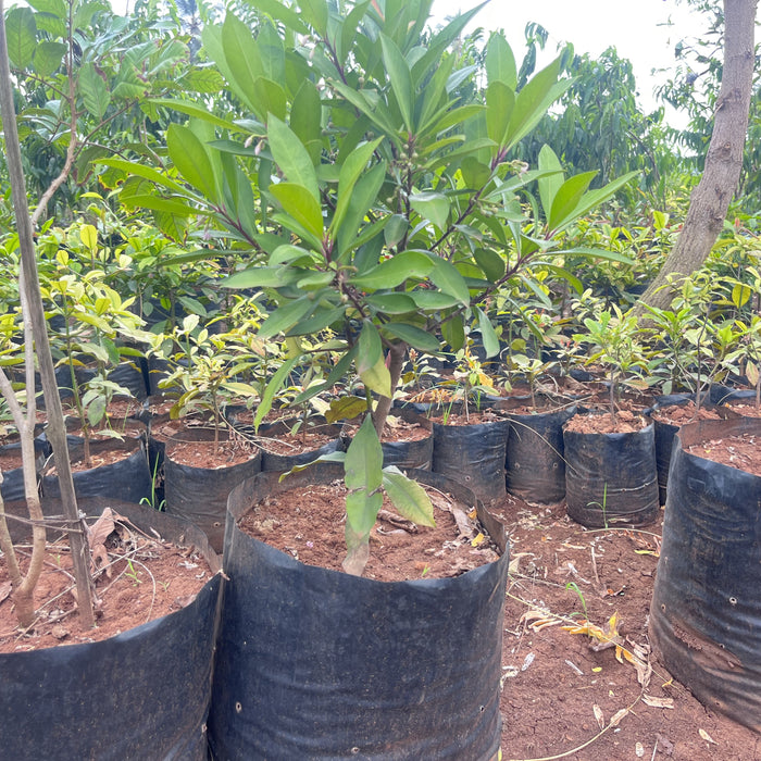    Ardisia elliptica