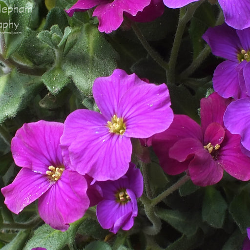 Aubrieta deltoidea