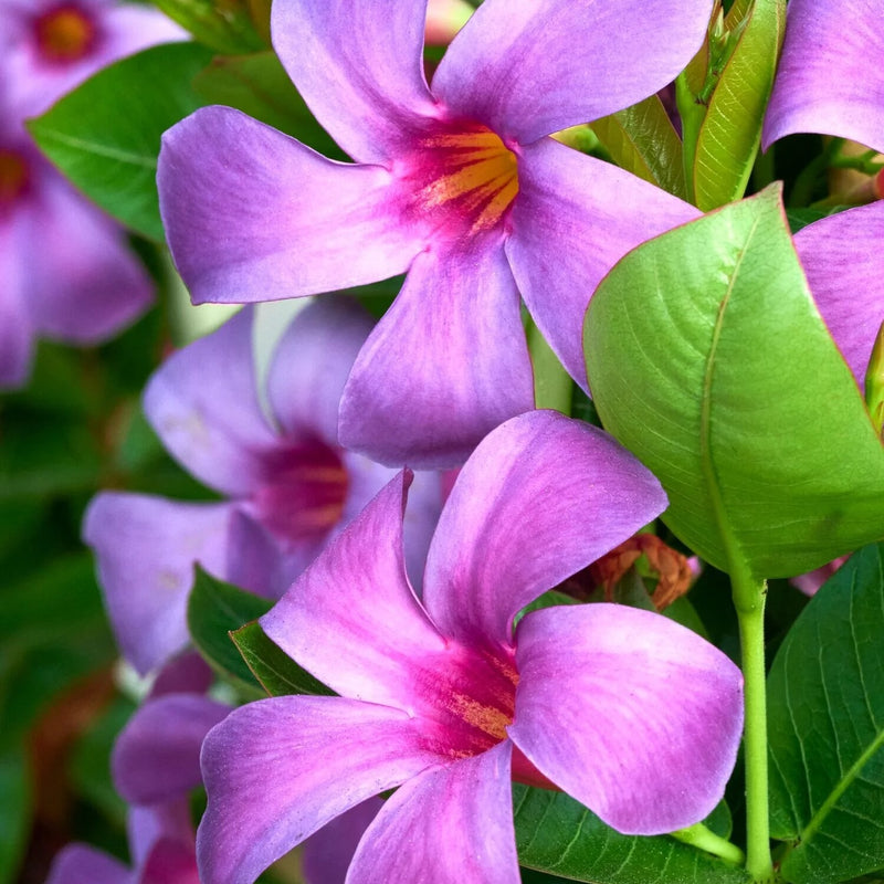 Blue Mandevilla Vine Plant