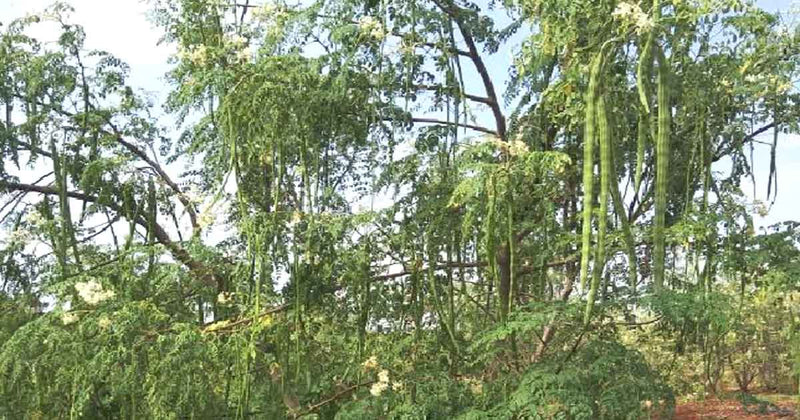 Buy-Drumstick-online